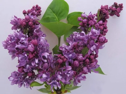 Сирень обыкновенная Огни Донбасса Закупка М64 май 2026