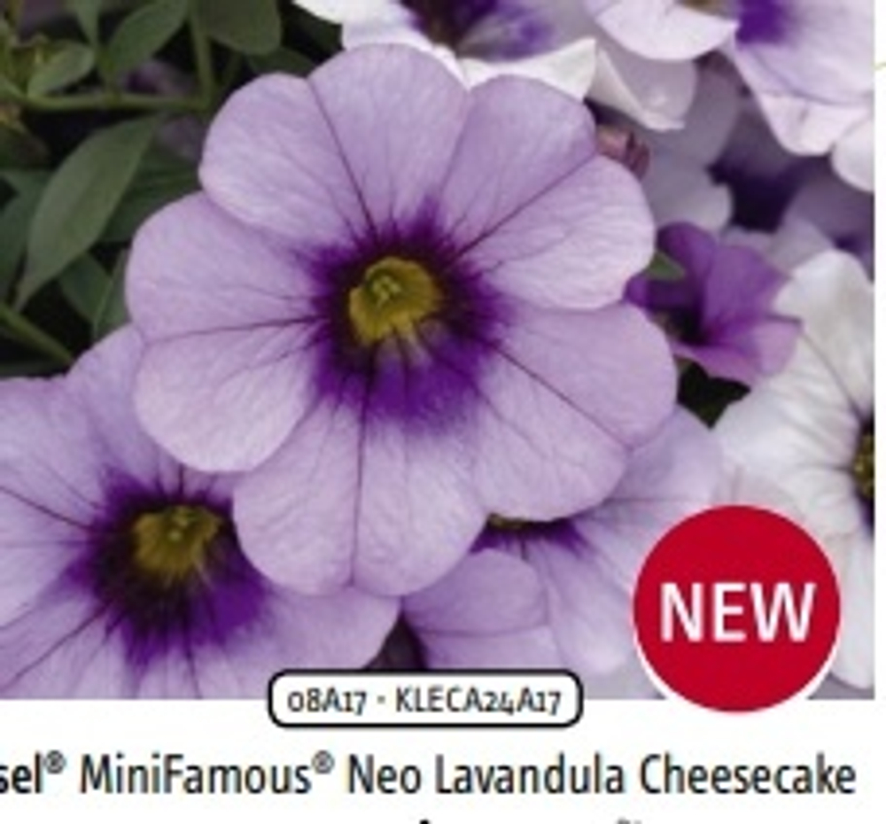 Calibrahoa Mini Famous Neo lavandula cheesecake ОКС укорененный черенок. Под заказ, производство 4-5 недель