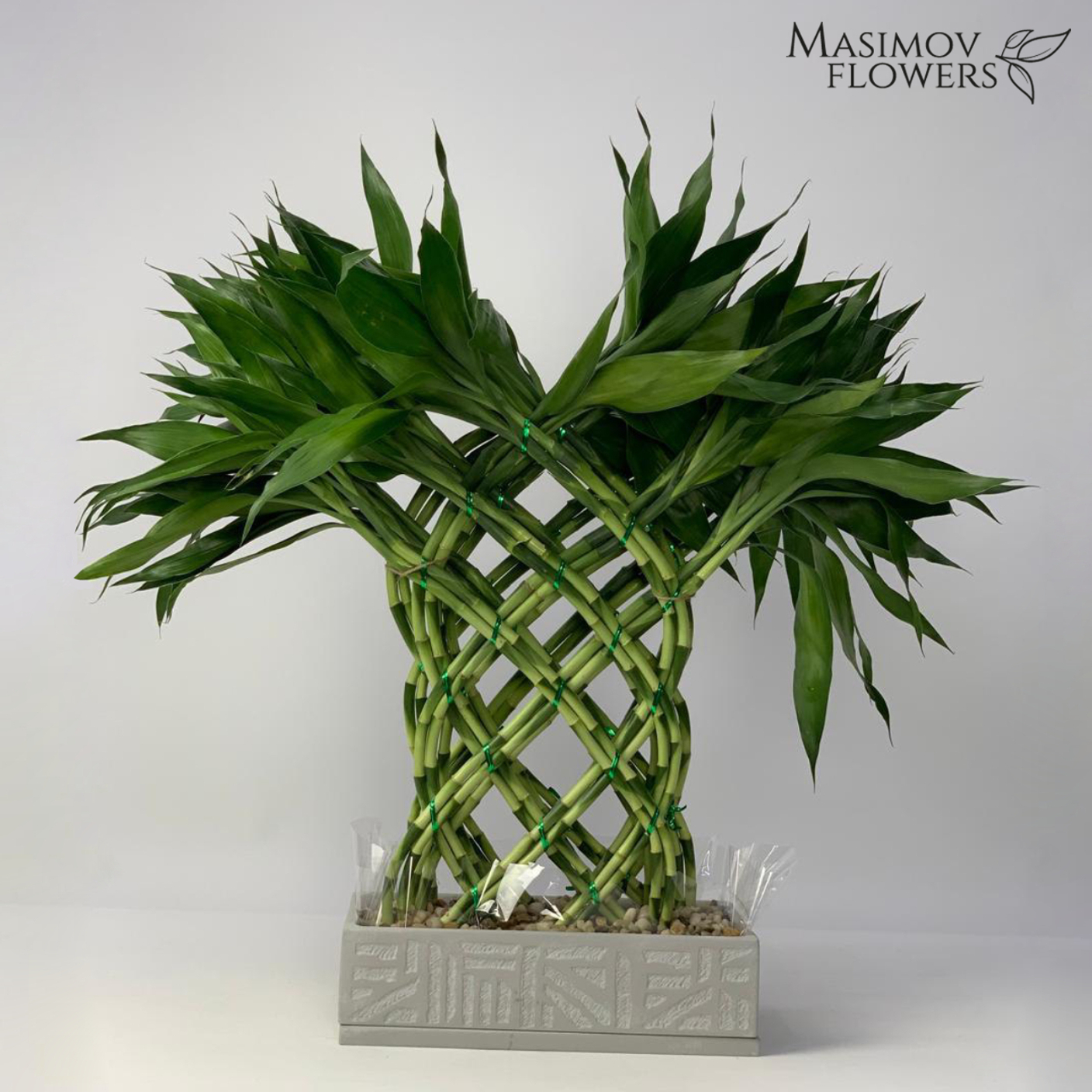 Основы ухода за популярными комнатными растениями