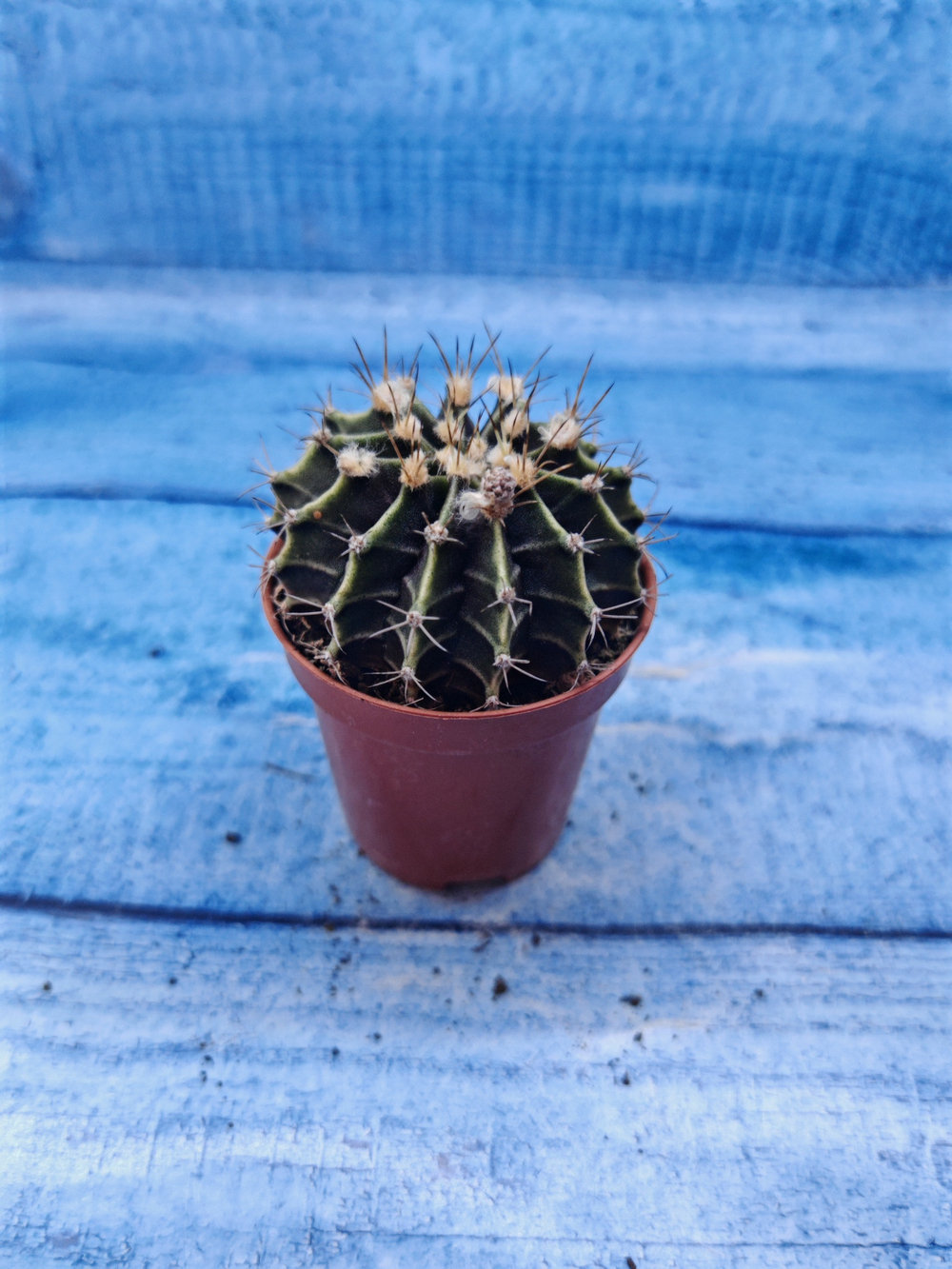 Gymnocalycium Friedrichii (Гимнокалициум)