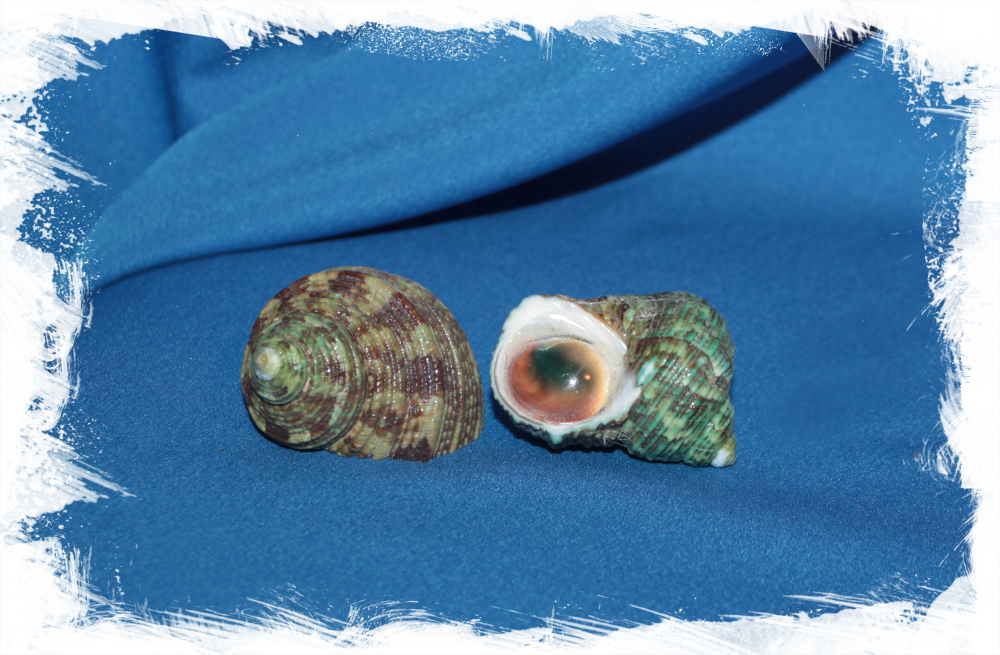 Морская ракушка с оперкулумом Туобо спарвериус, Turbo sparverius