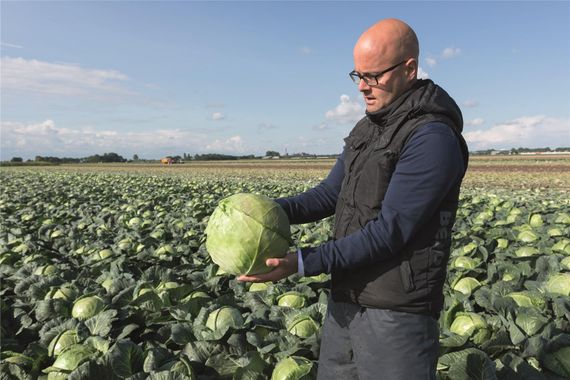 КРАУТМАН_F1_семена_капусты_белокочанной_Bejo_цена