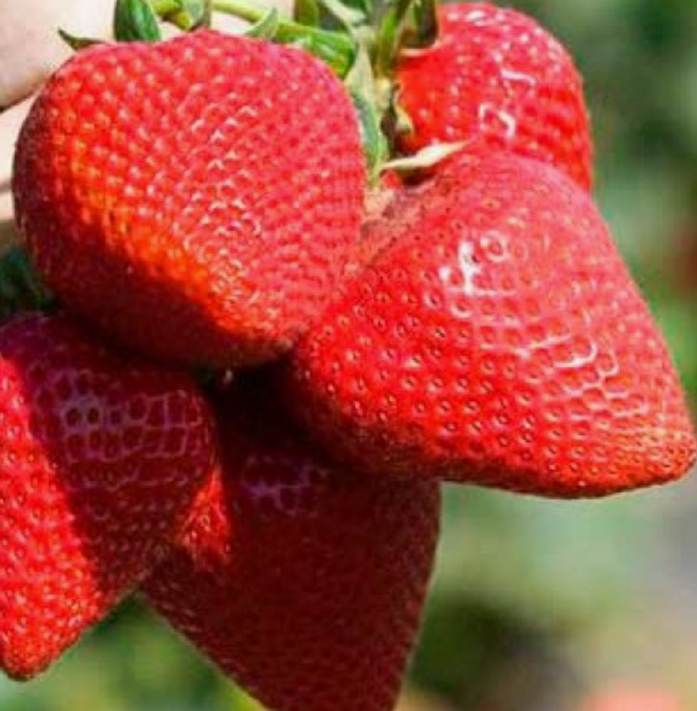 Клубника ремонтантная Сан Андреас рассада, меристема.