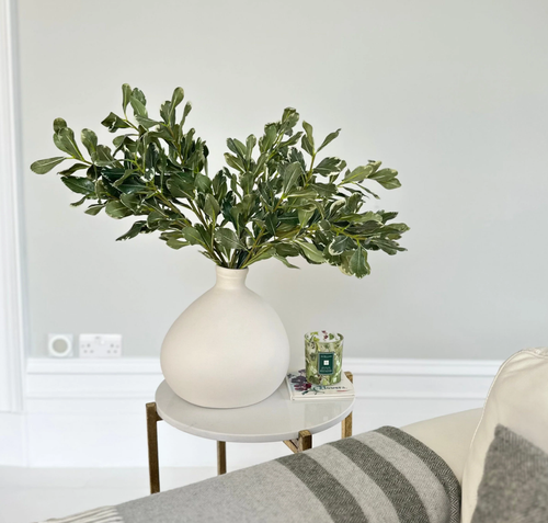 Листья питтоспорум