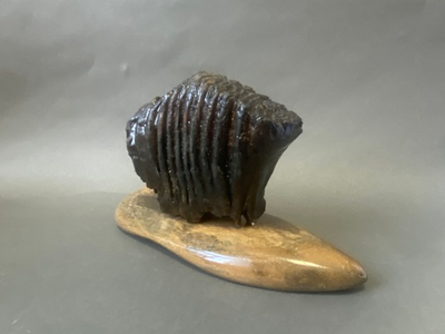 Зуб мамонта