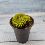 Gymnocalycium Spineless Crested form (Гимнокалициум Кристатный)