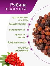 Рябина красная
