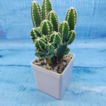 Cereus Peruvianus Paolina (Цереус)