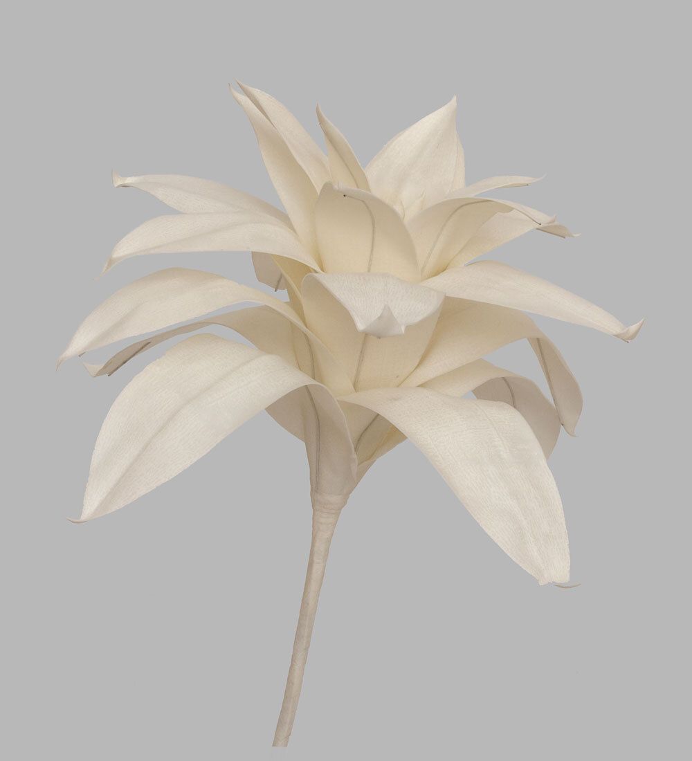 TR 562 Бромелия