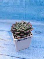 Graptopetalum Vega (Граптопеталлум)