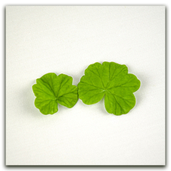 Листья пеларгонии малые (герани)