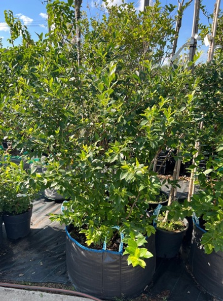 Голубика Патриот