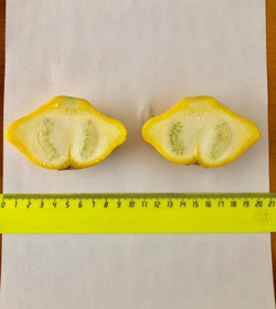 Патиссон Сани Делайт F1 (20шт) Витагрин Профи