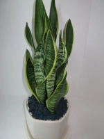 Цветной дренаж для цветов и растений