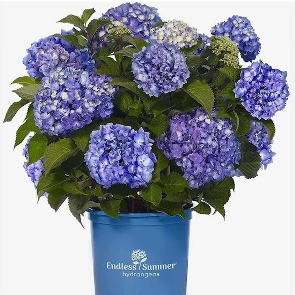 Engless Sammer BlumStar/ Бесконечное лето (Стандарт поставки Р9)2025г.