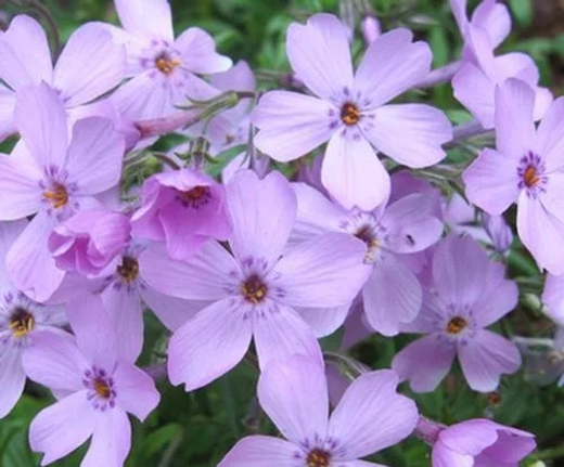 Флокс шиловидный Папарацци Гага Р9 Закупка М36 получение май-июнь 2026