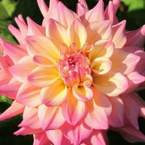 Георгин Roselly Red