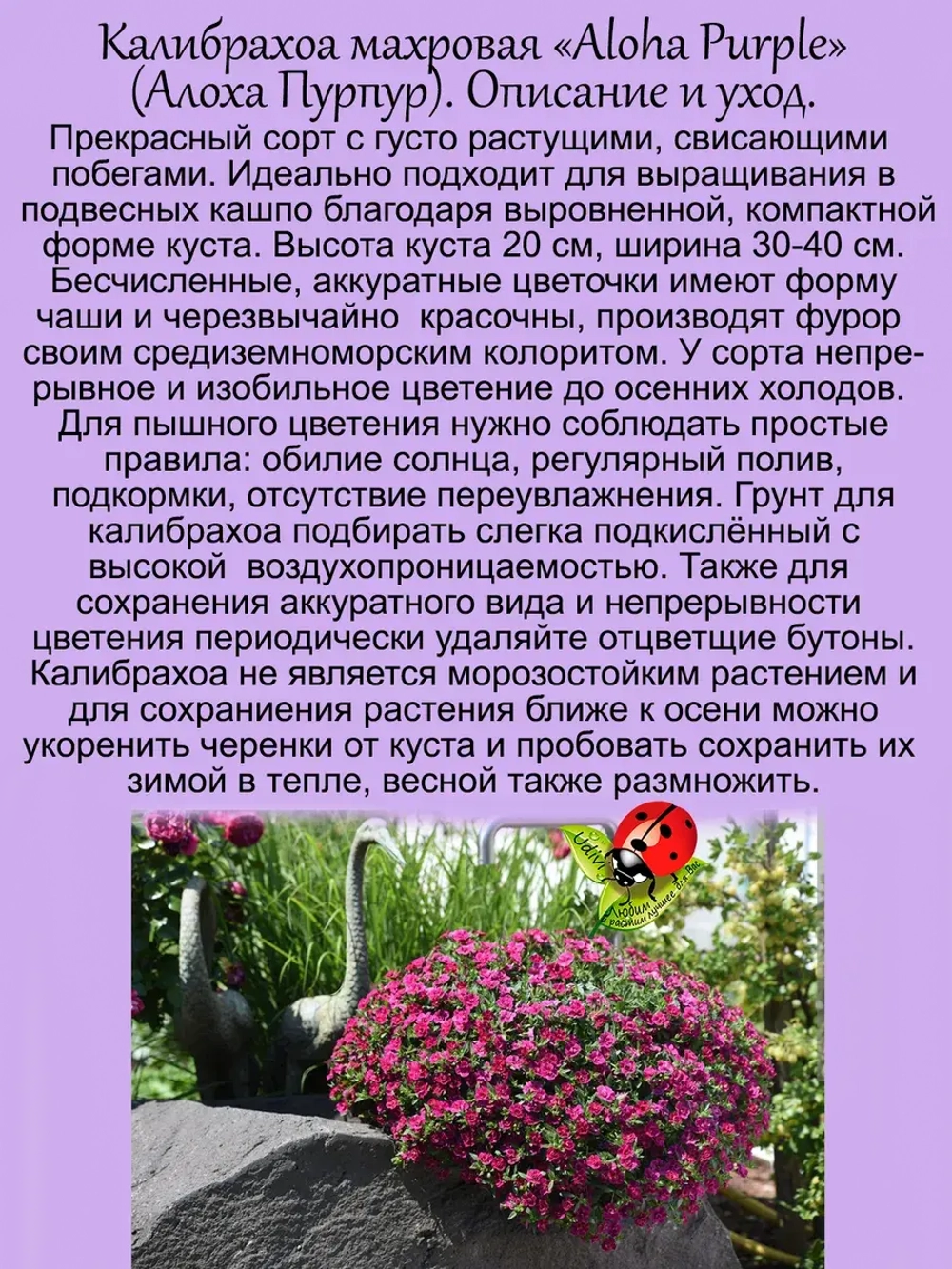 Калибрахоа Алоха Пурпур