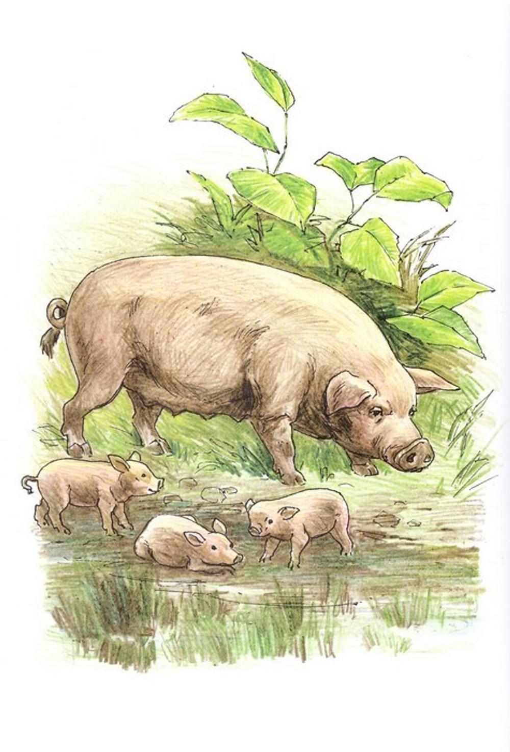 Альбом для раскрашивания полноцветный. Раскраски