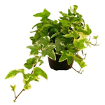 Хедера (плющ) фото №1 в наличие