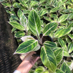 Аглаонема SIAM GOLD (GOLD AURORA)