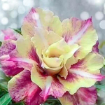 Адениум обесум 204 Mắt Biếc