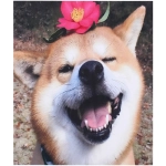 Алмазная мозаика на подрамнике с полным заполнением «МИР ЯРКИХ КРАСОК», Бро на лайте, 20*20 см