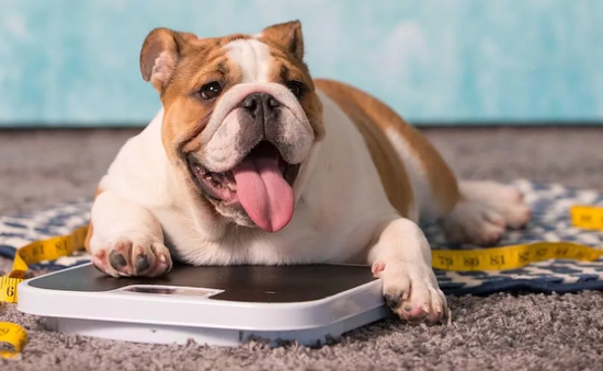 Лишний вес у собак. Породы, склонные к набору веса.