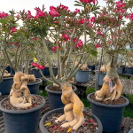 Адениум обесум GOLDEN ROOT s.18"