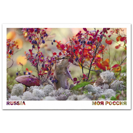 Бурундук лакомится голубикой в якутской тайге. Саха (Якутия)