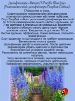 Дельфиниум Голубая Сойка Бенарис Пацифик Блю Джей Blue Jay