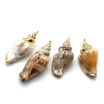 КР40 Кулон из ракушки 40мм, золотистый