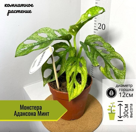Монстера Адансона Минт, D12см H30см, 1шт, Нидерланды