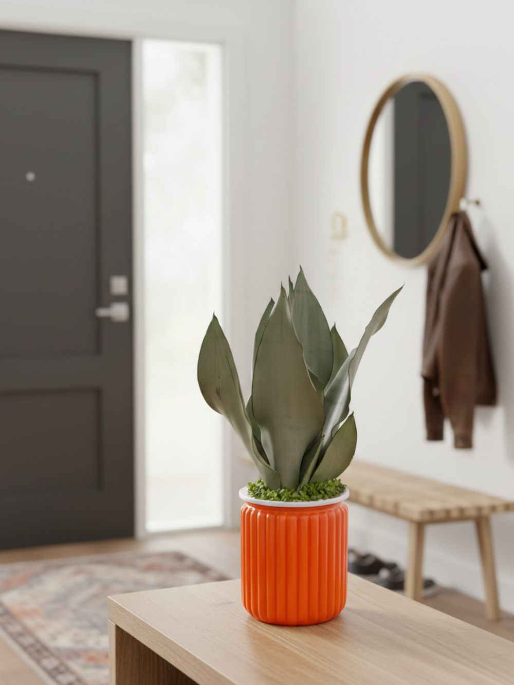 Сансевиерия Mini Forest д.12