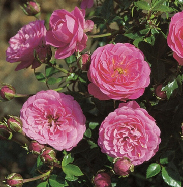 Роза флорибунда Амулетт