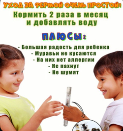 Муравьиная ферма с муравьями в подарок "Ранчо"