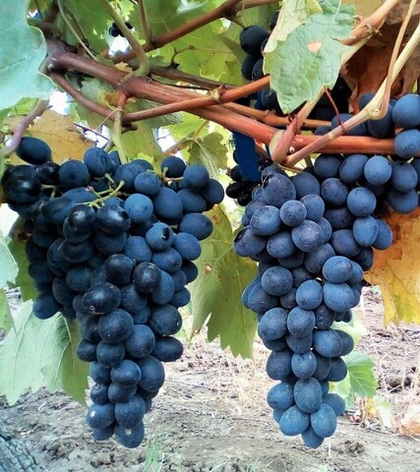 Виноград Молдова, среднепоздний 1шт