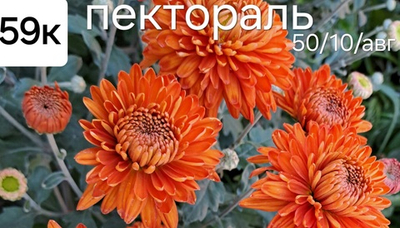САЖЕНЦЫ ХРИЗАНТЕМЫ КОРЕЙСКАЯ ПЕКТОРАЛЬ №59