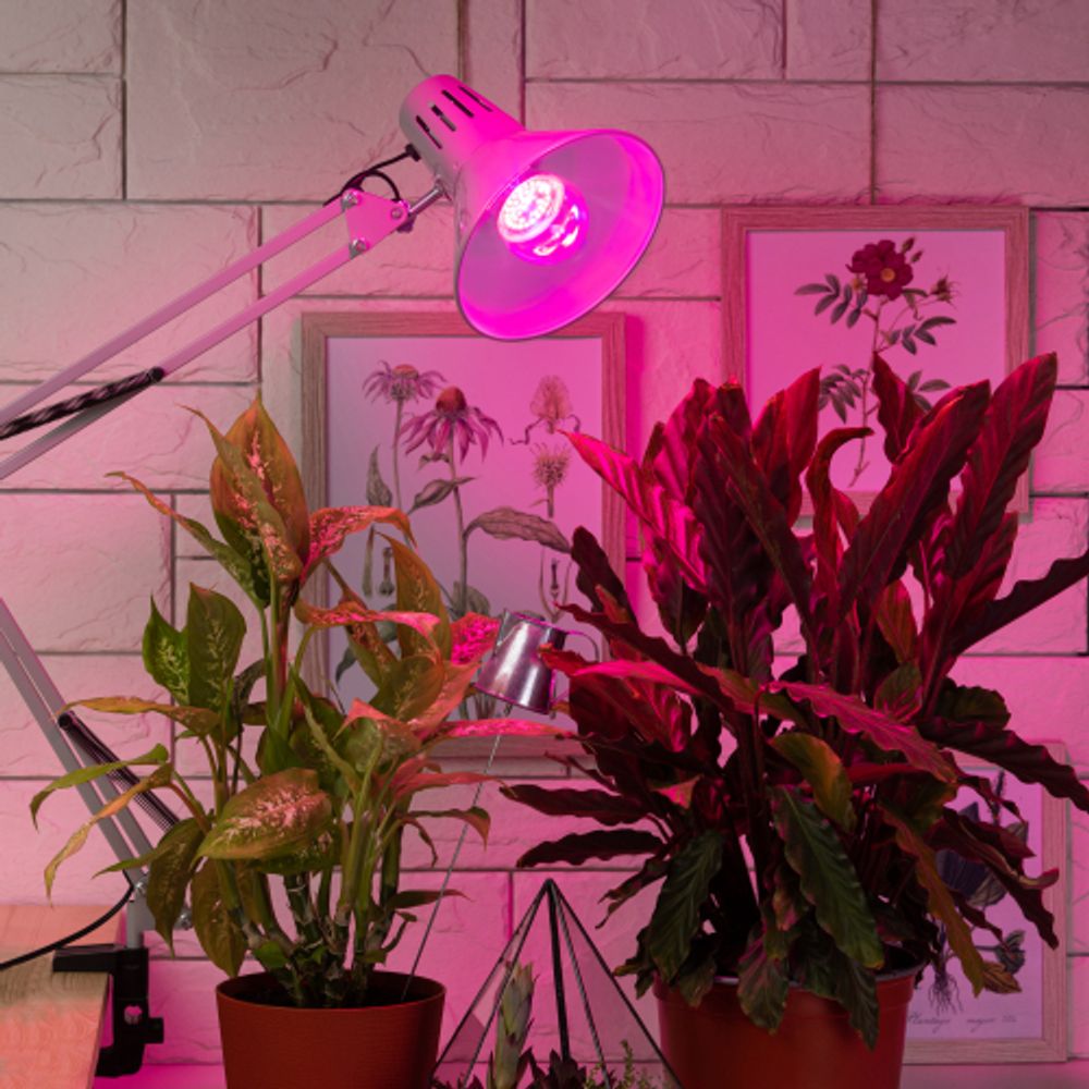 Фитолампа для растений светодиодная ЭРА FITO-12W-RB-E27 красно-синего спектра 12 Вт Е27 | Фитолампы Е27