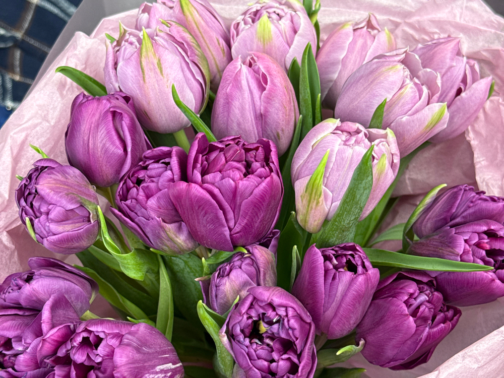 Дуо пионовидных тюльпанов сиреневые и фиолетовые