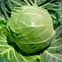 РАПИДИОН F1 семена капусты белокочанной (Seminis | Alexagro)