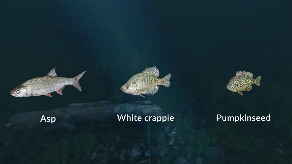 Ultimate Fishing Simulator - New Fish Species (для ПК, цифровой код доступа)
