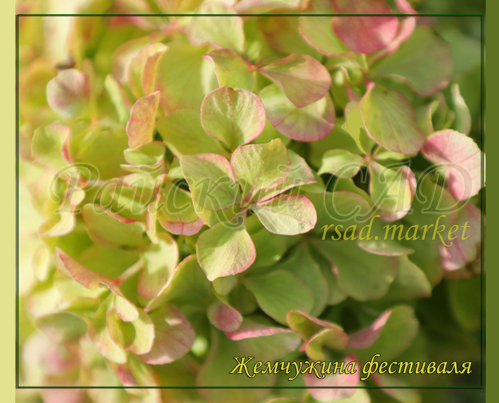 Гортензия метельчатая Жемчужина Фестиваля ( Hydrangea paniculata 'Romantic Ace' = 'Perle de Festival')