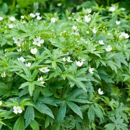 Анемона канадская. Anemone canadensis.