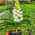 Орхидея ринхостилис RHY COELESTIS ALBA