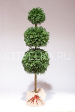 Туя 3 шара