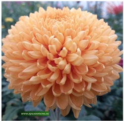 Хризантема крупноцветковая Barbara Dakin /ан 8 /поставка май 2026г/