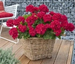 Пеларгония зональная Big Eeze Neon