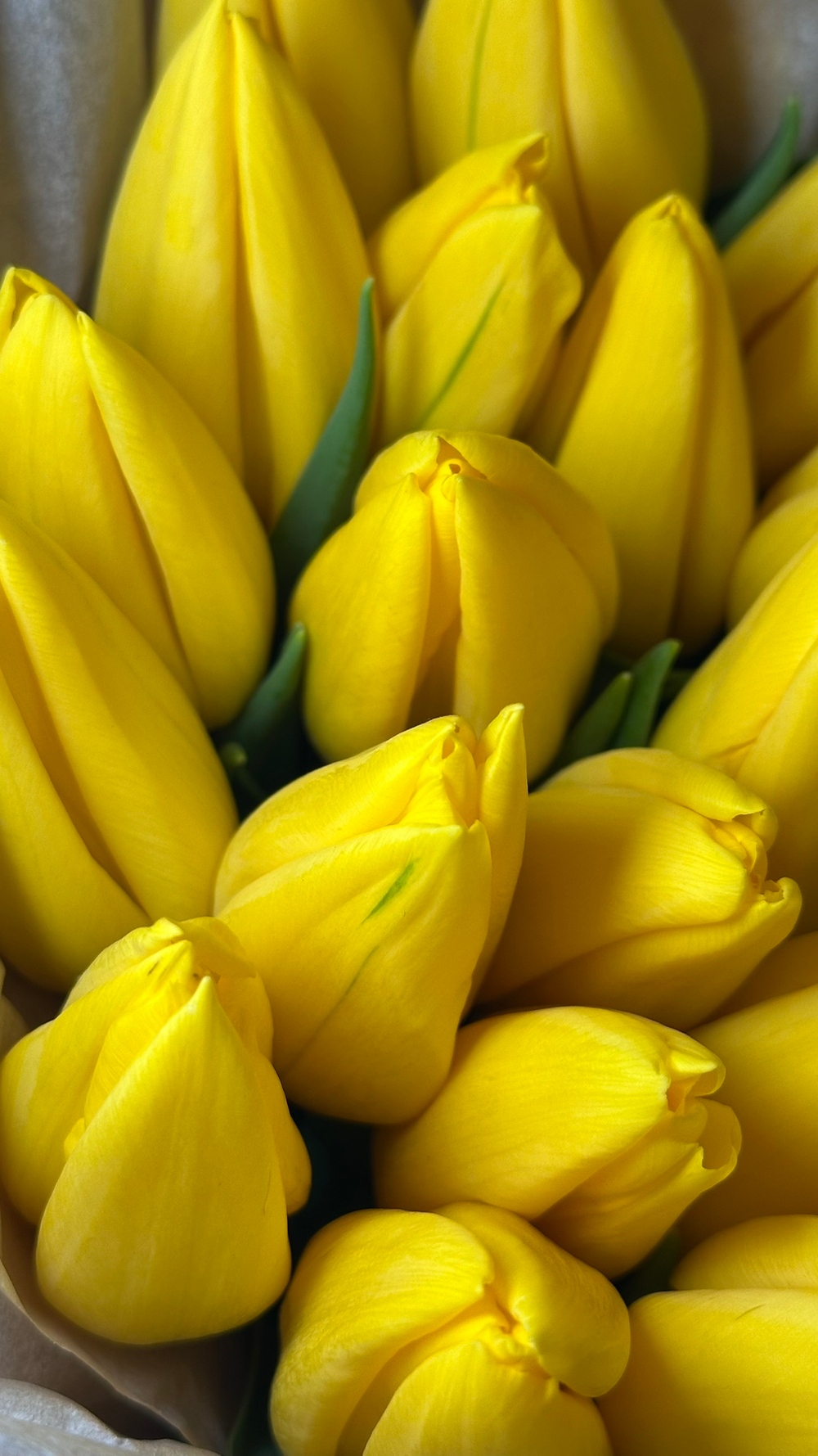 15 желтых тюльпанов, оформление лента