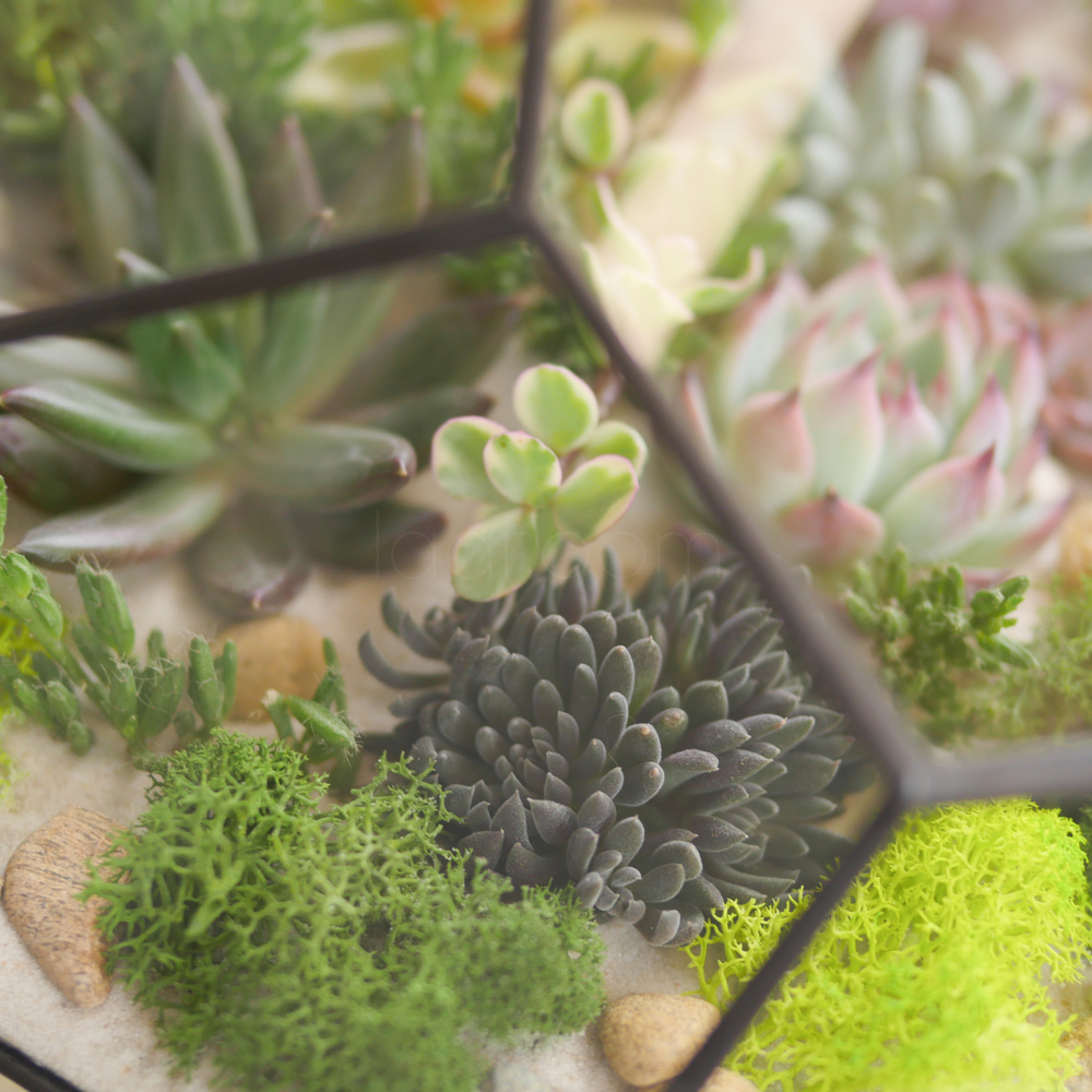 Готовый флорариум с суккулентами Валун с озером